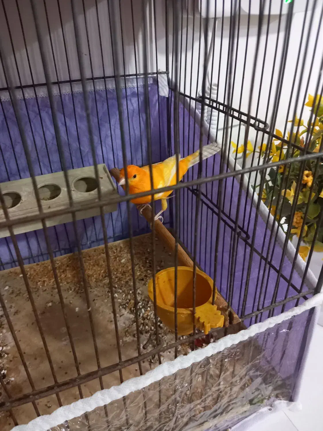 قناری نر بخون قرمز قدیم|پرنده|اردبیل, |دیوار