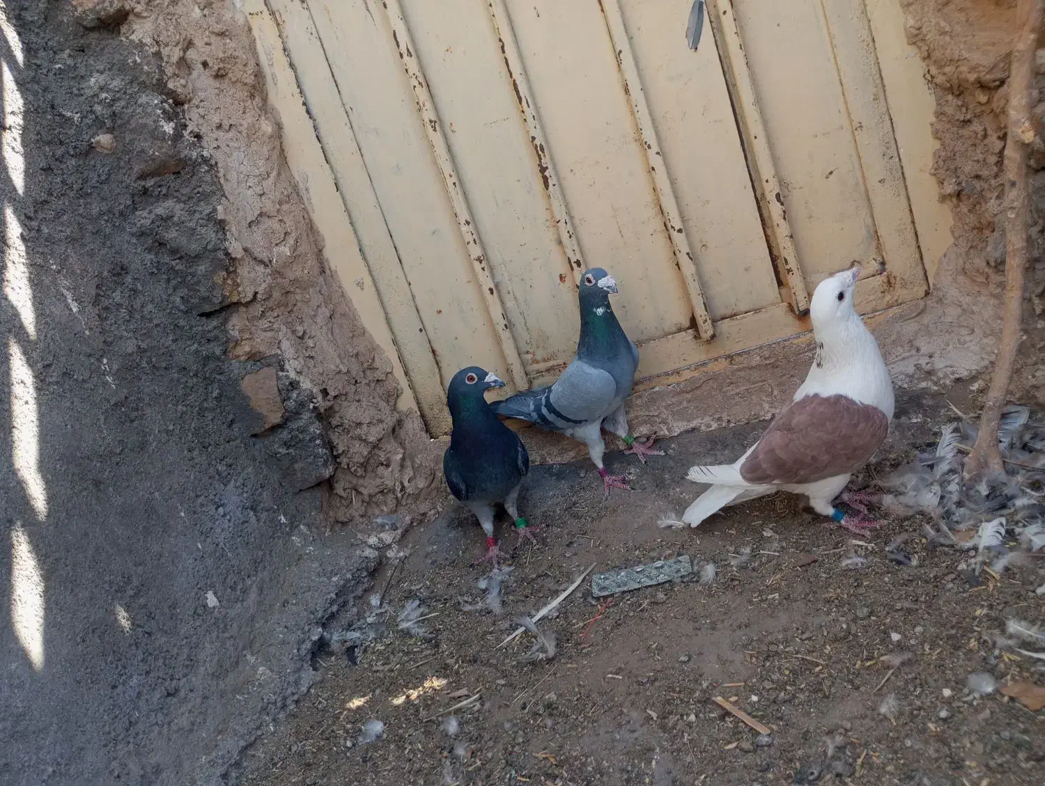 کفتر|پرنده|رشتخوار, |دیوار