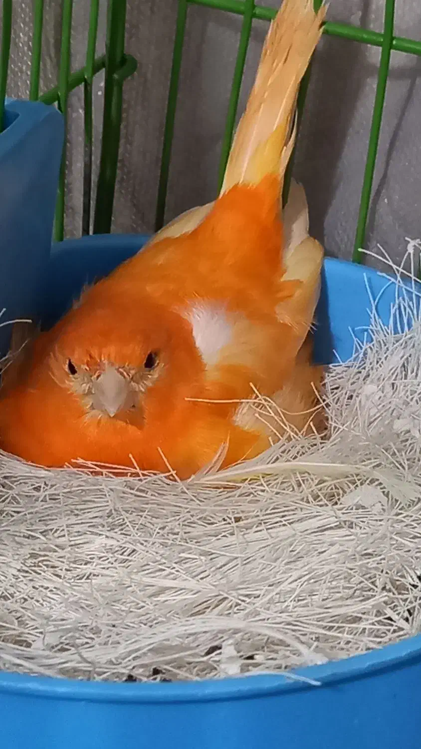 پرنده قناری|پرنده|کوهبنان, |دیوار