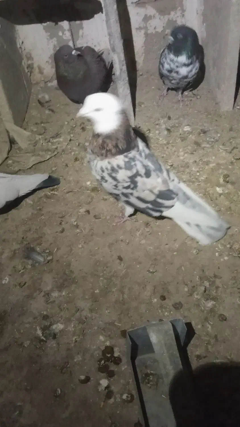 شازده سرور|پرنده|درگزین, |دیوار