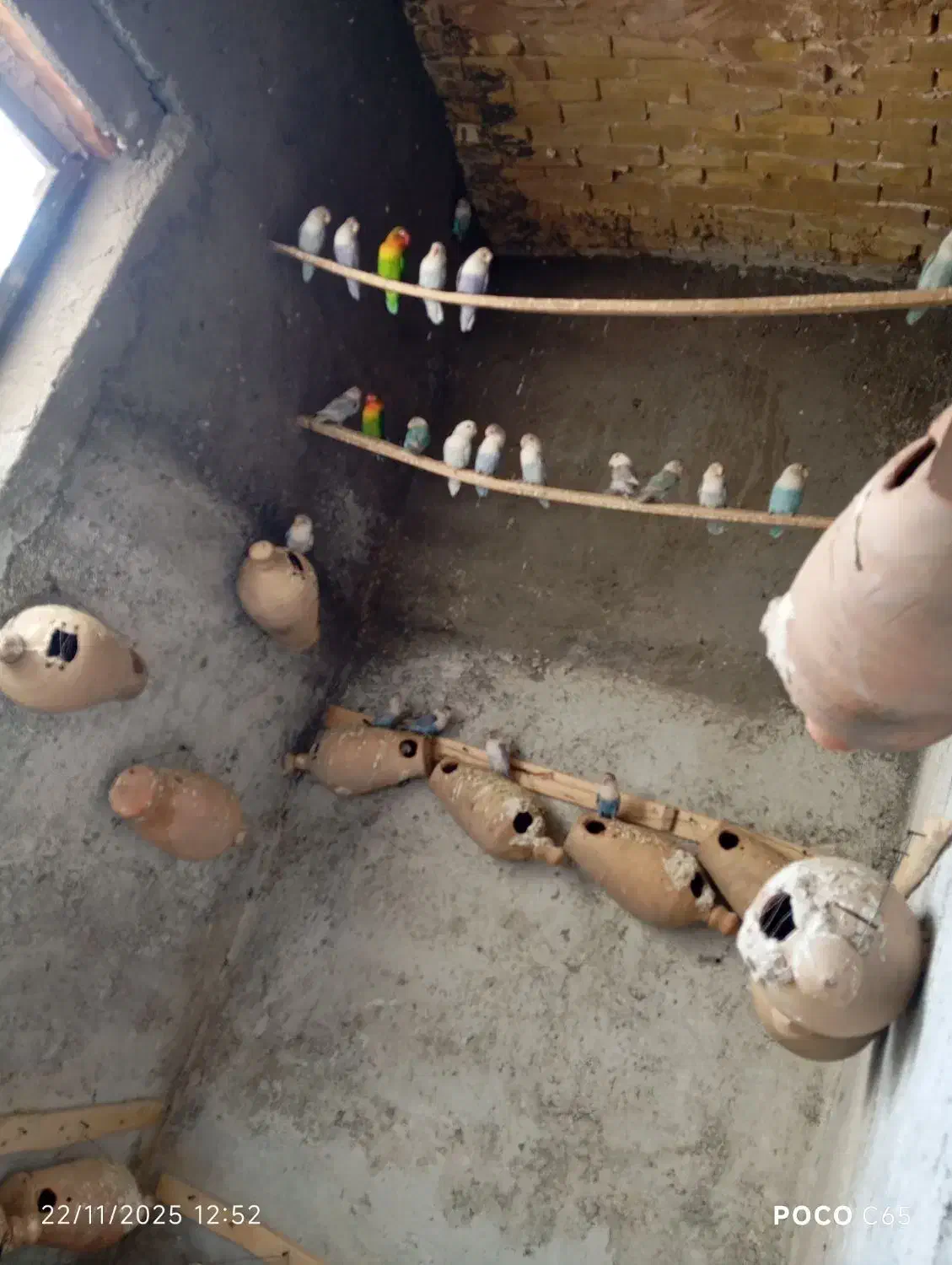 کوتوله بالغ|پرنده|زبرخان, |دیوار