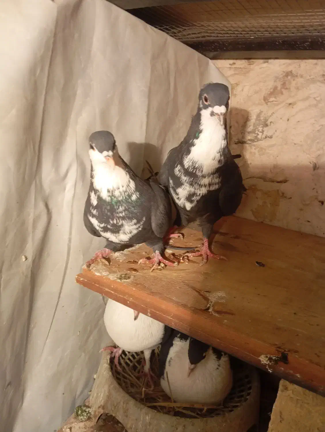 جفت سیاه رسمی خوشکل|پرنده|کرمان, |دیوار