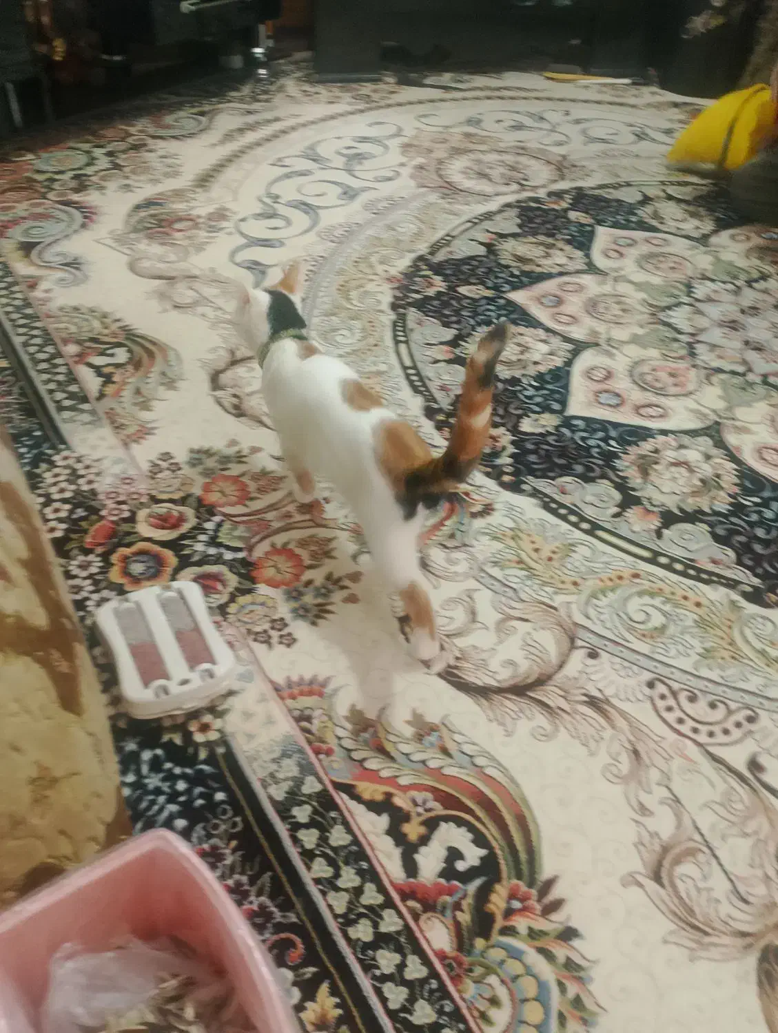 ی گربه خیلی مهربون و ماده|گربه|چناران, |دیوار