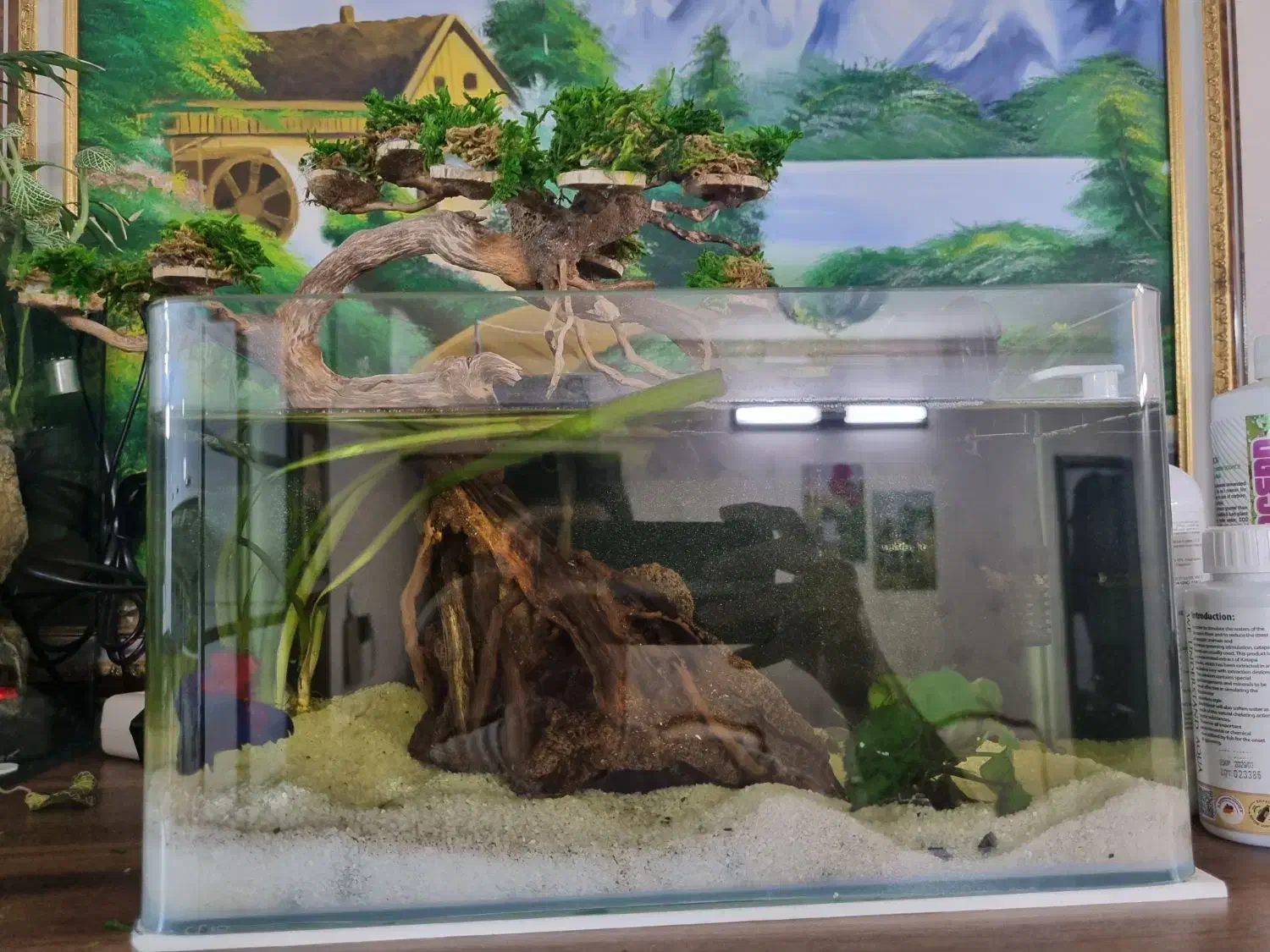 آکواریوم|ماهی|یزد, |دیوار