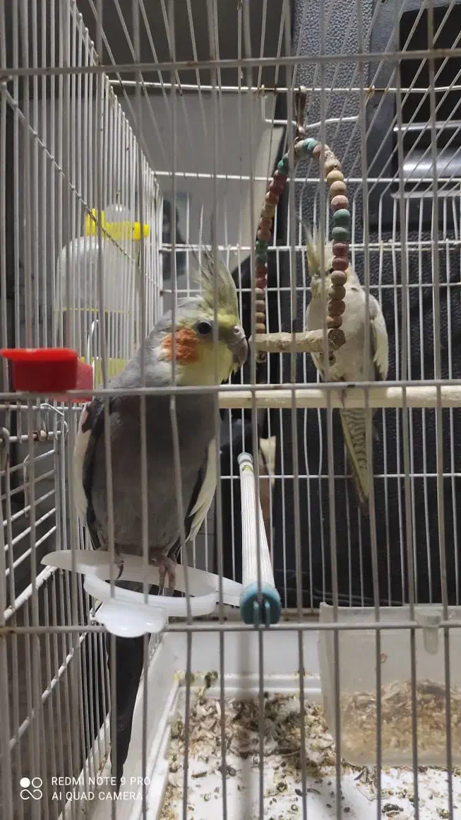 عروس هلندی|پرنده|تهران, تختی|دیوار