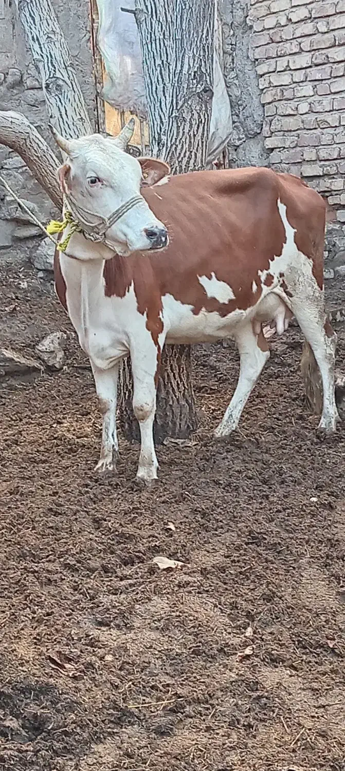 گاو گوساله ماده سیمیتال 12کیلوشیر|حیوانات مزرعه|کرمان, |دیوار