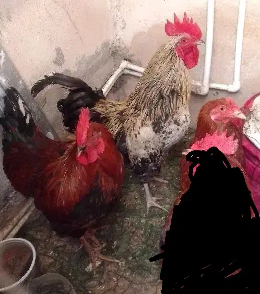 خروس محلی چاق|حیوانات مزرعه|کوهدشت, |دیوار