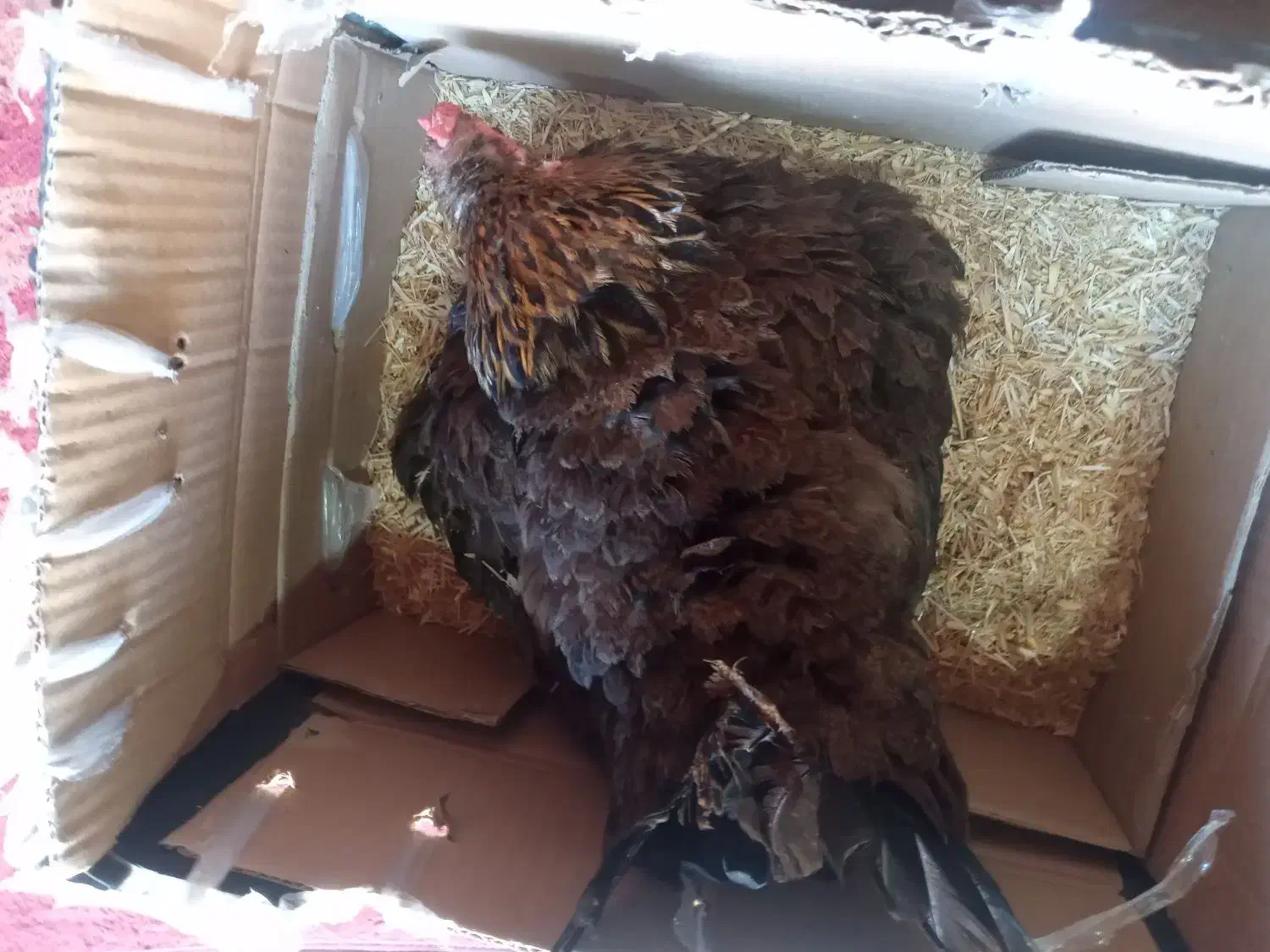 مرغ کرچ محلی اصل|حیوانات مزرعه|کهنوج, |دیوار