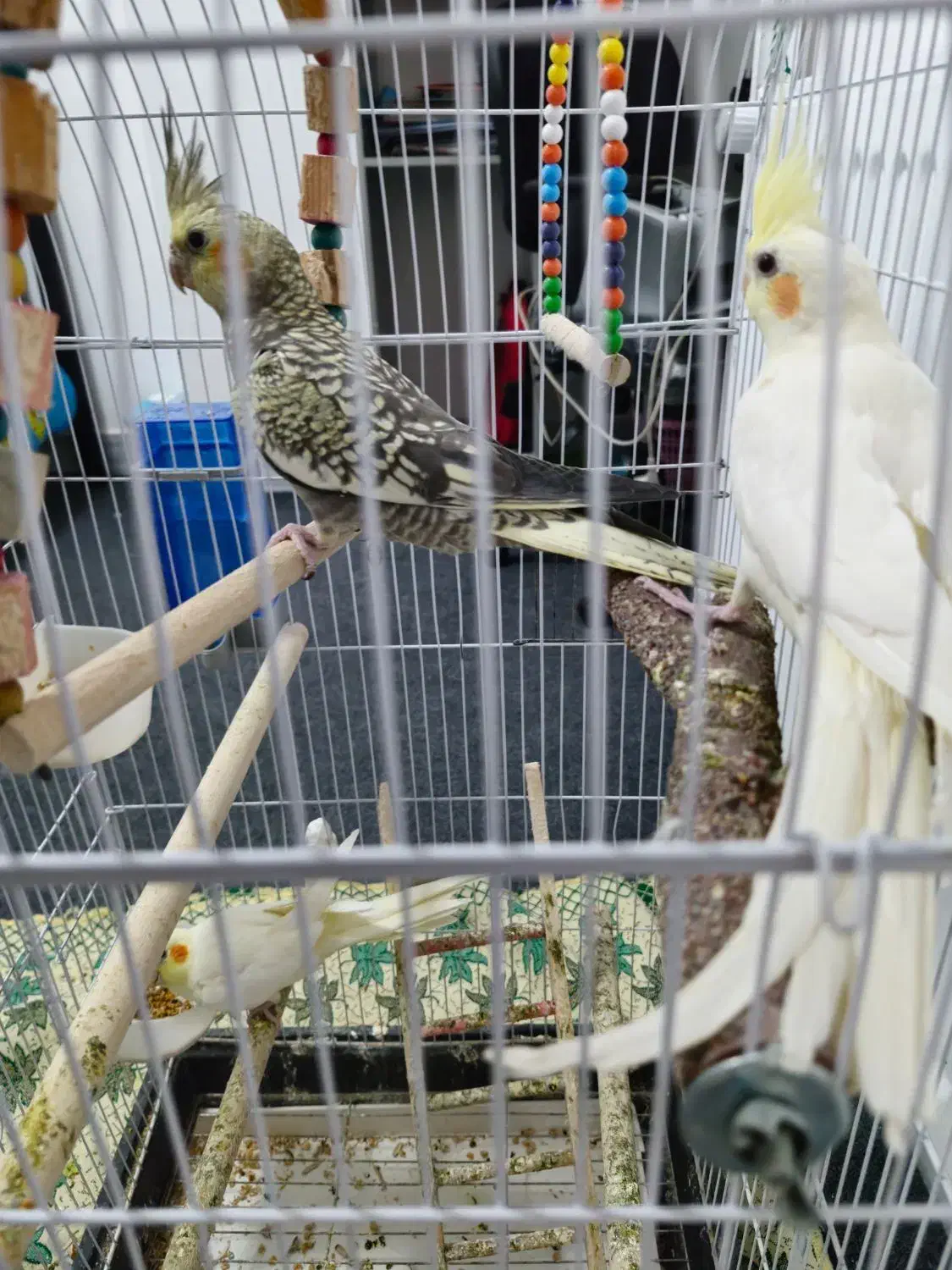 فروش عروس هلندی|پرنده|یاسوج, |دیوار