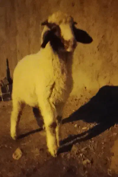 بره عراقی نر|حیوانات مزرعه|اهواز, منازل کارون|دیوار