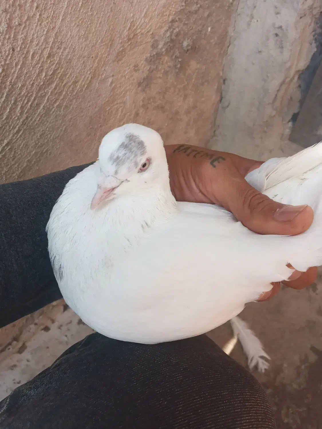 همراه تخم هاشون که چندروزه درمیاد|پرنده|وحیدیه, |دیوار