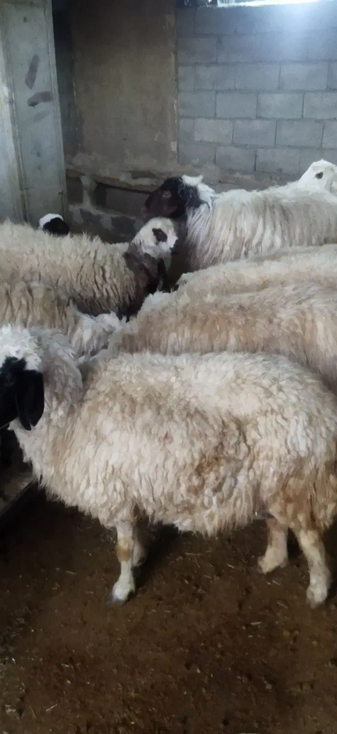 میش‌وبره‌فروش|حیوانات مزرعه|سیوان, |دیوار