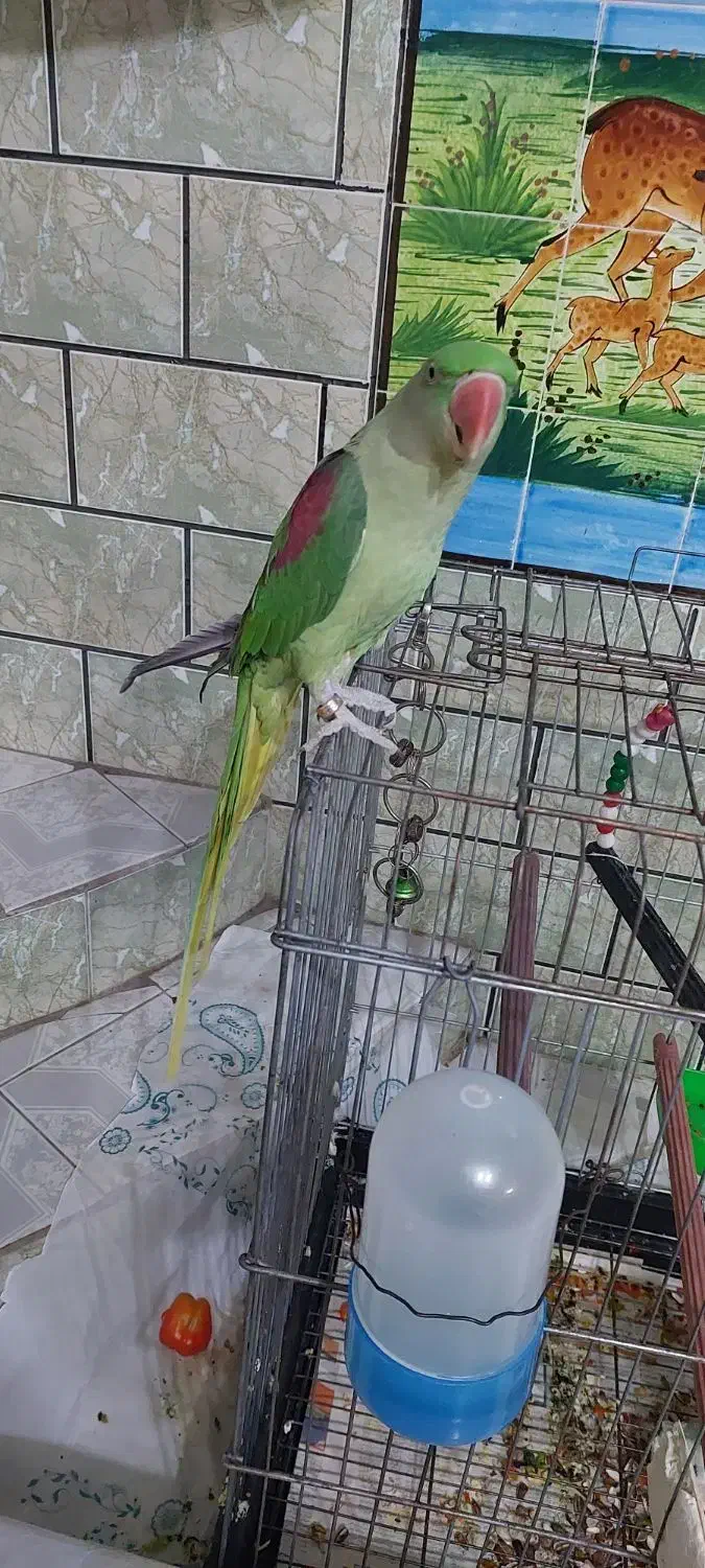 شاه طوطی ماده دو ساله|پرنده|شوش, |دیوار