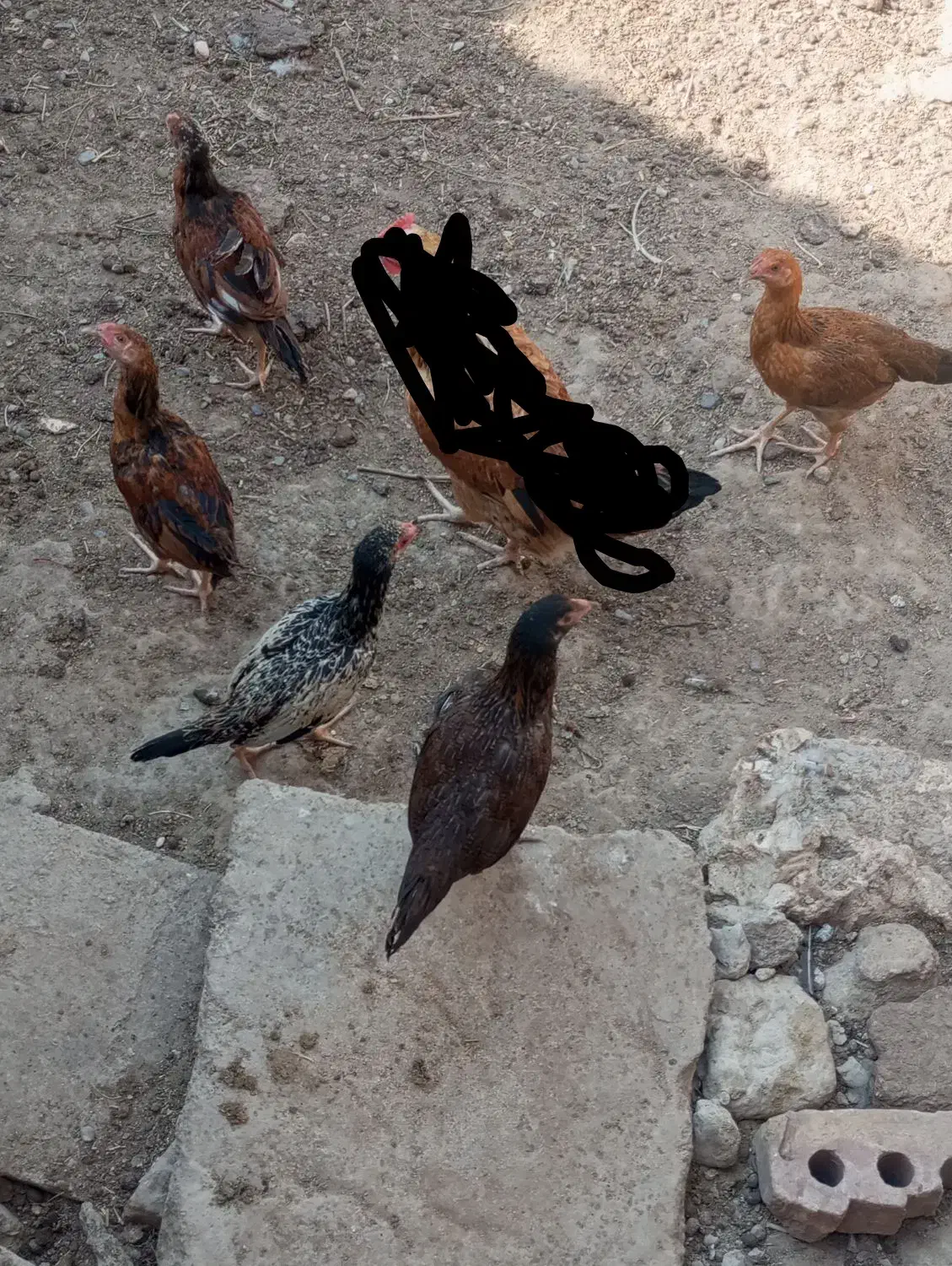 پنج عدد جوجه محلی|حیوانات مزرعه|خمک, |دیوار