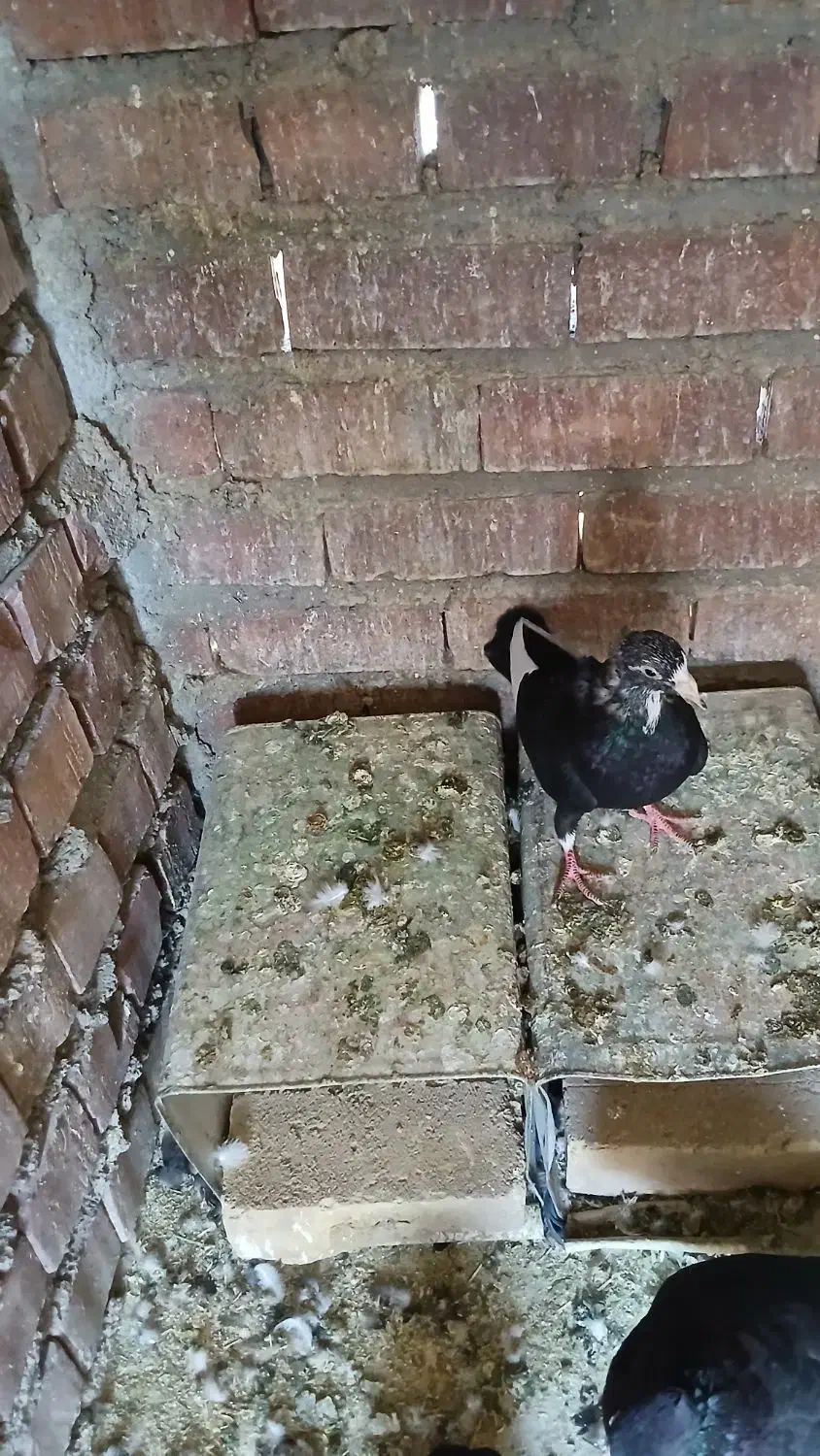 کبوتر پلنگ|پرنده|ماهان, |دیوار