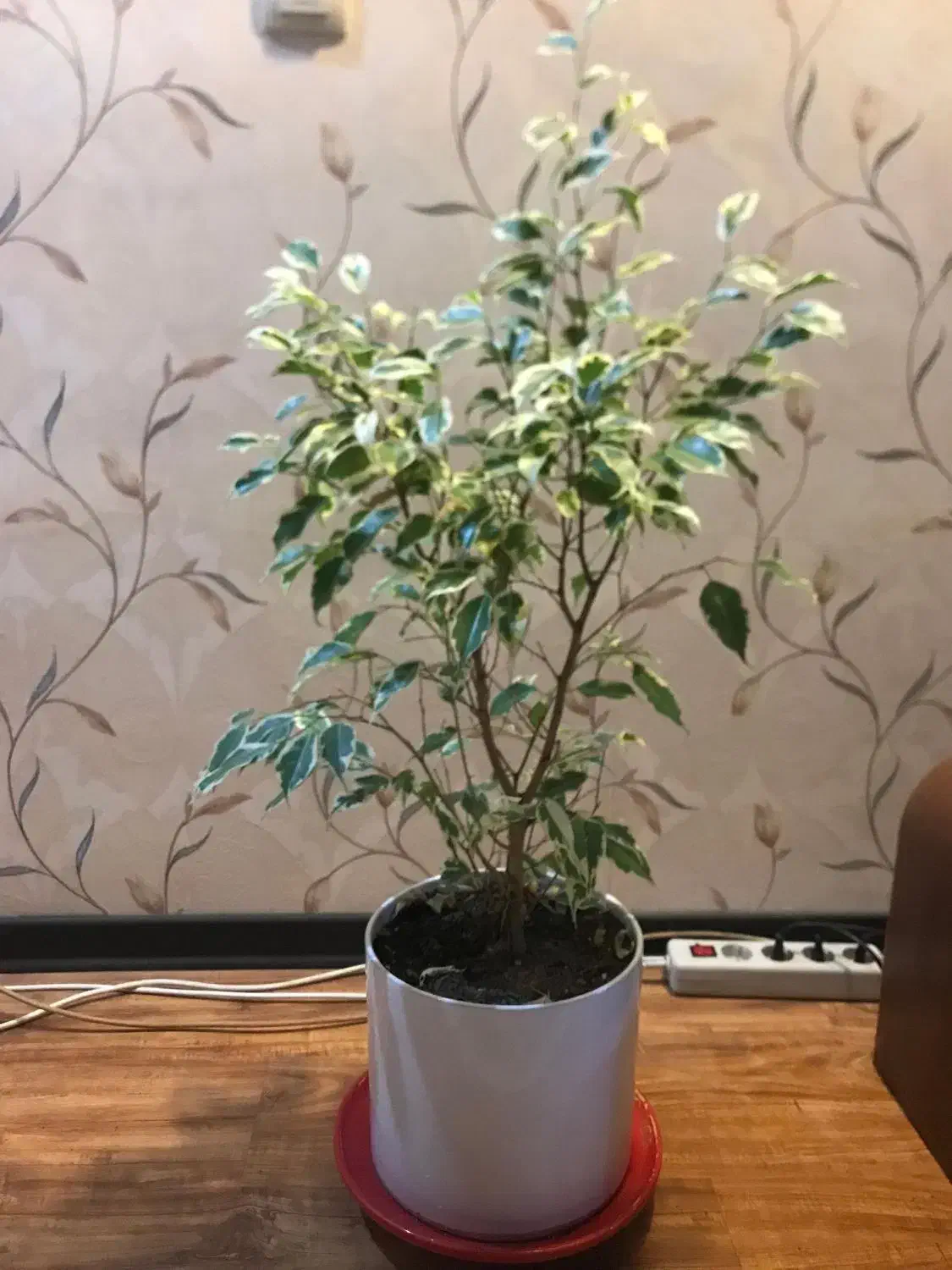 گل بنجامین|گل و گیاه طبیعی|شیراز, شهرک ایثار|دیوار