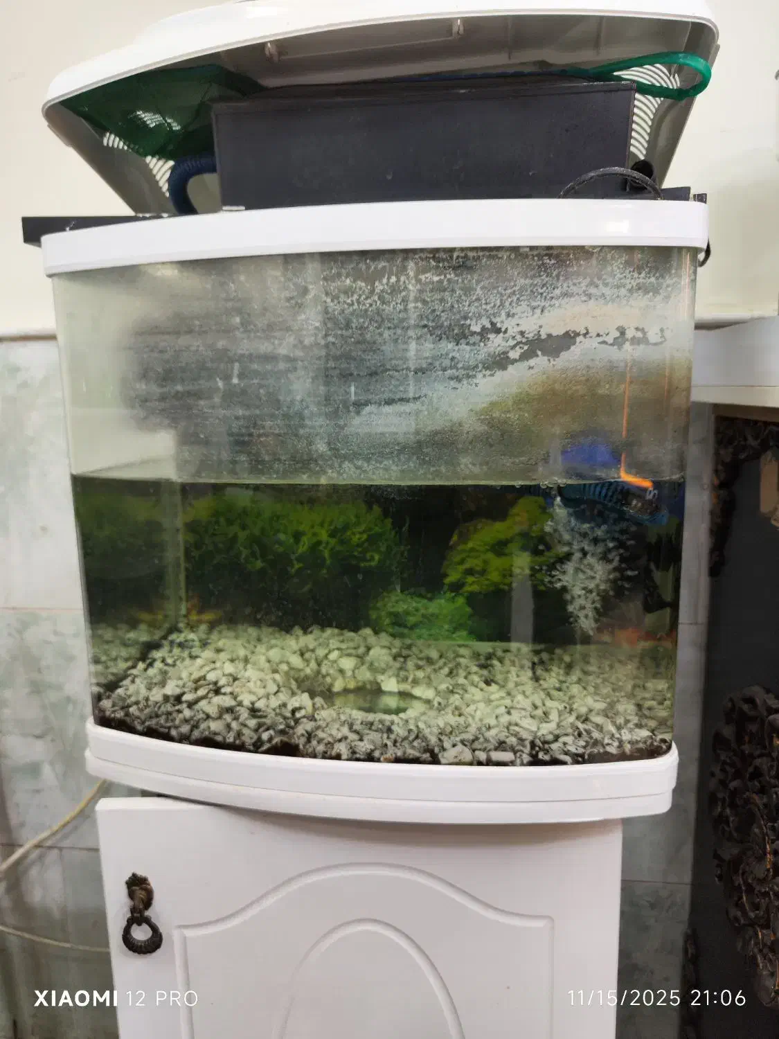 آکواریوم و ماهی|ماهی|کاشان, فاز ۲ ناجی آباد|دیوار