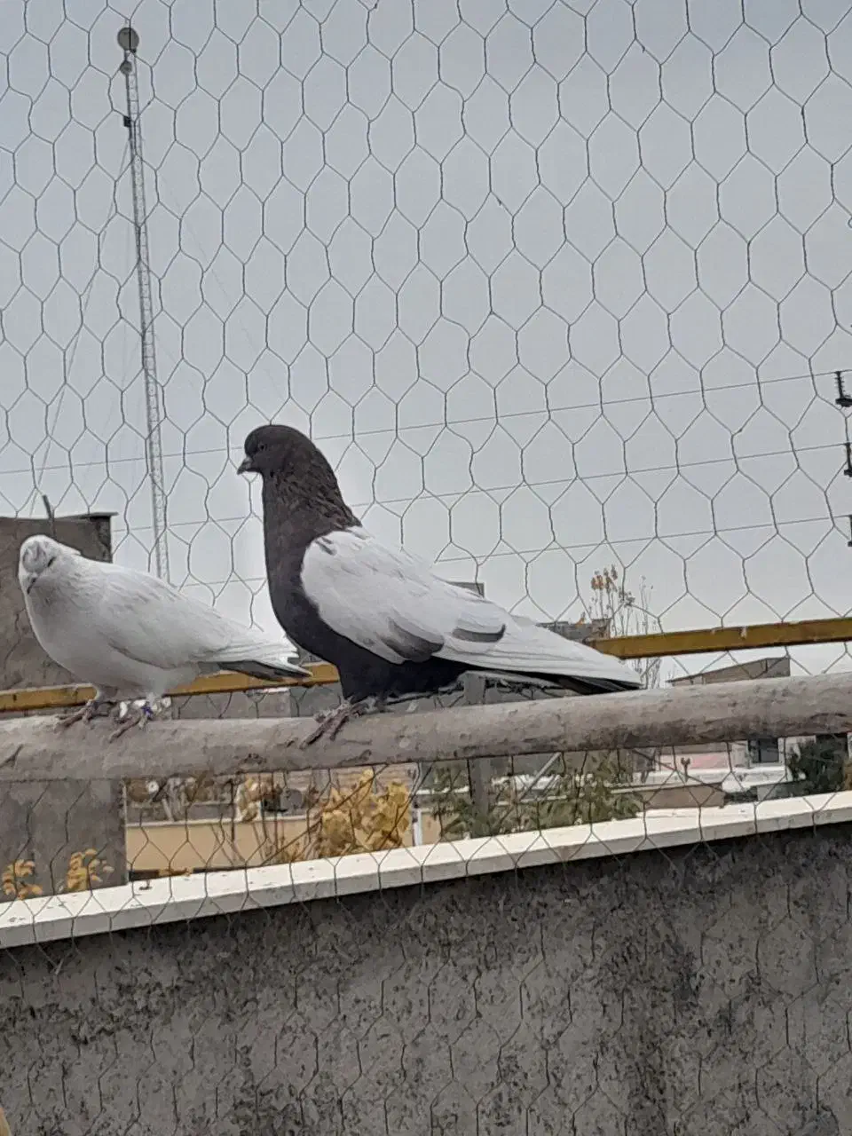 کبوتر سینه ای|پرنده|صائین قلعه, |دیوار