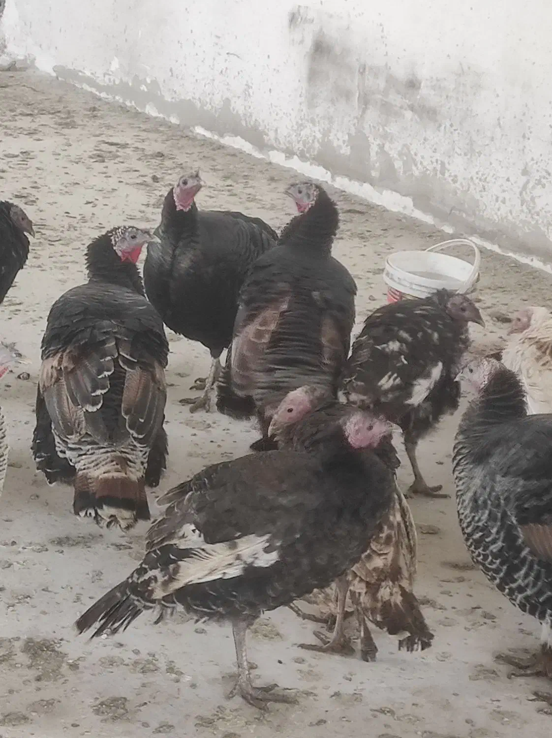 بوقلمون|حیوانات مزرعه|مشهد, همت آباد|دیوار