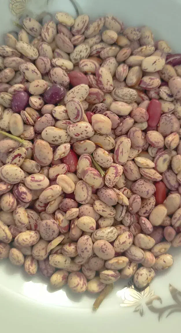 لوبیا چیتی|خوردنی و آشامیدنی|دیواندره, |دیوار