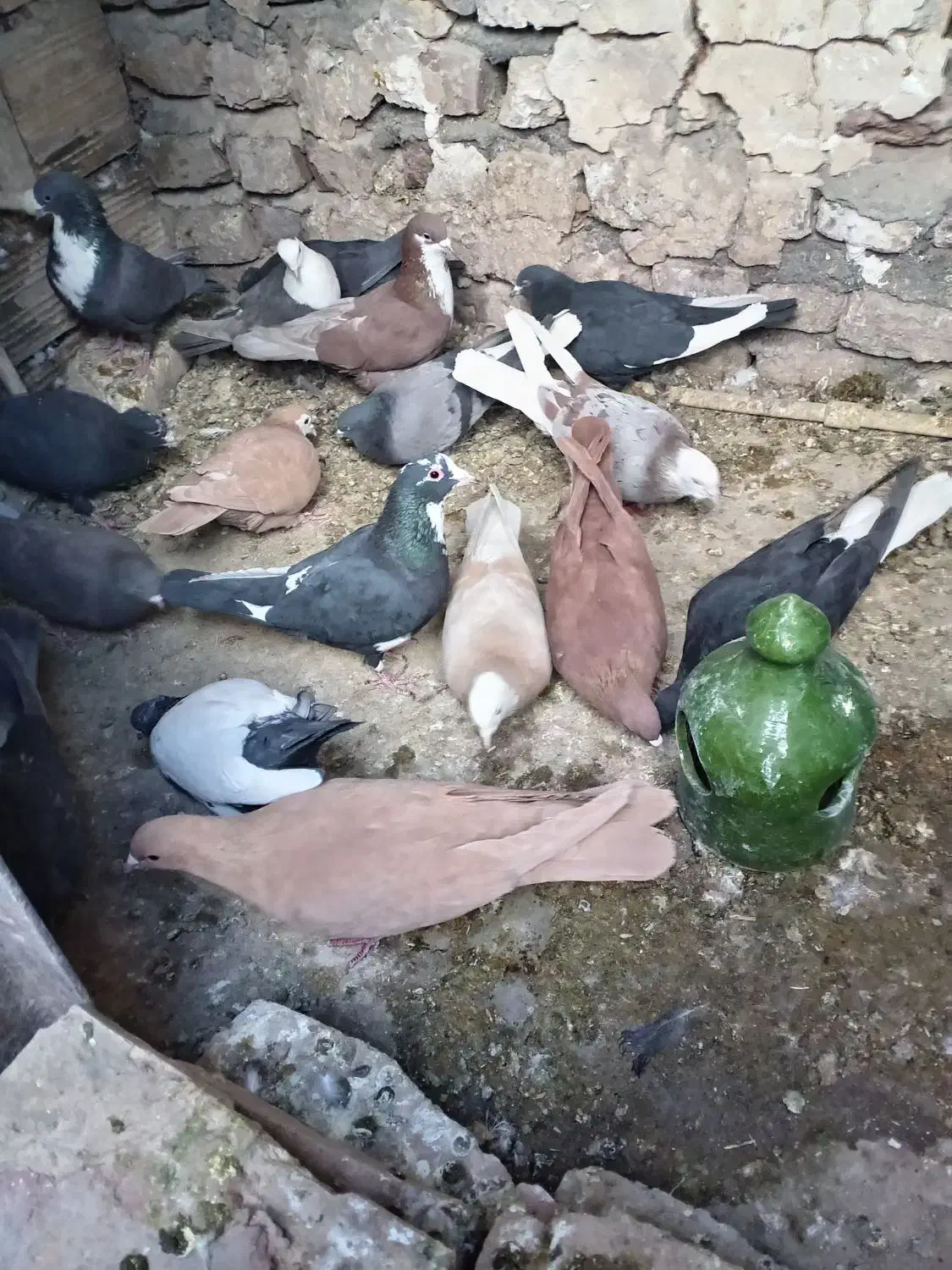 کفتر ملقی|پرنده|کرمان, |دیوار