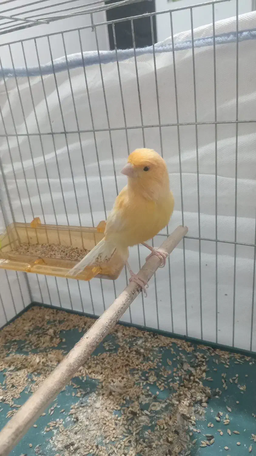 پرنده|پرنده|جیرفت, |دیوار