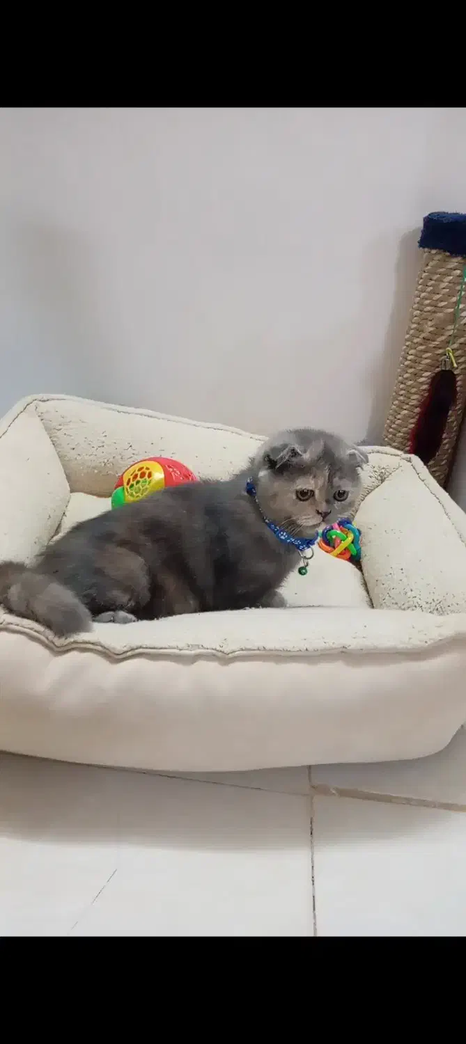 اسکاتیش فولد(گوش خمیده)|گربه|مشهد, بهشت|دیوار