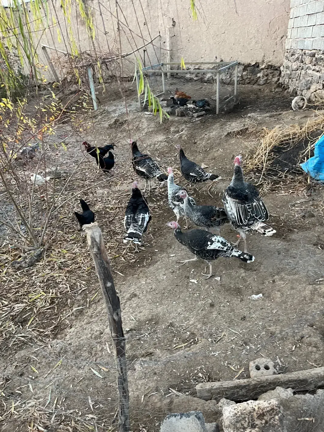 بوقلمون|حیوانات مزرعه|پلدشت, |دیوار