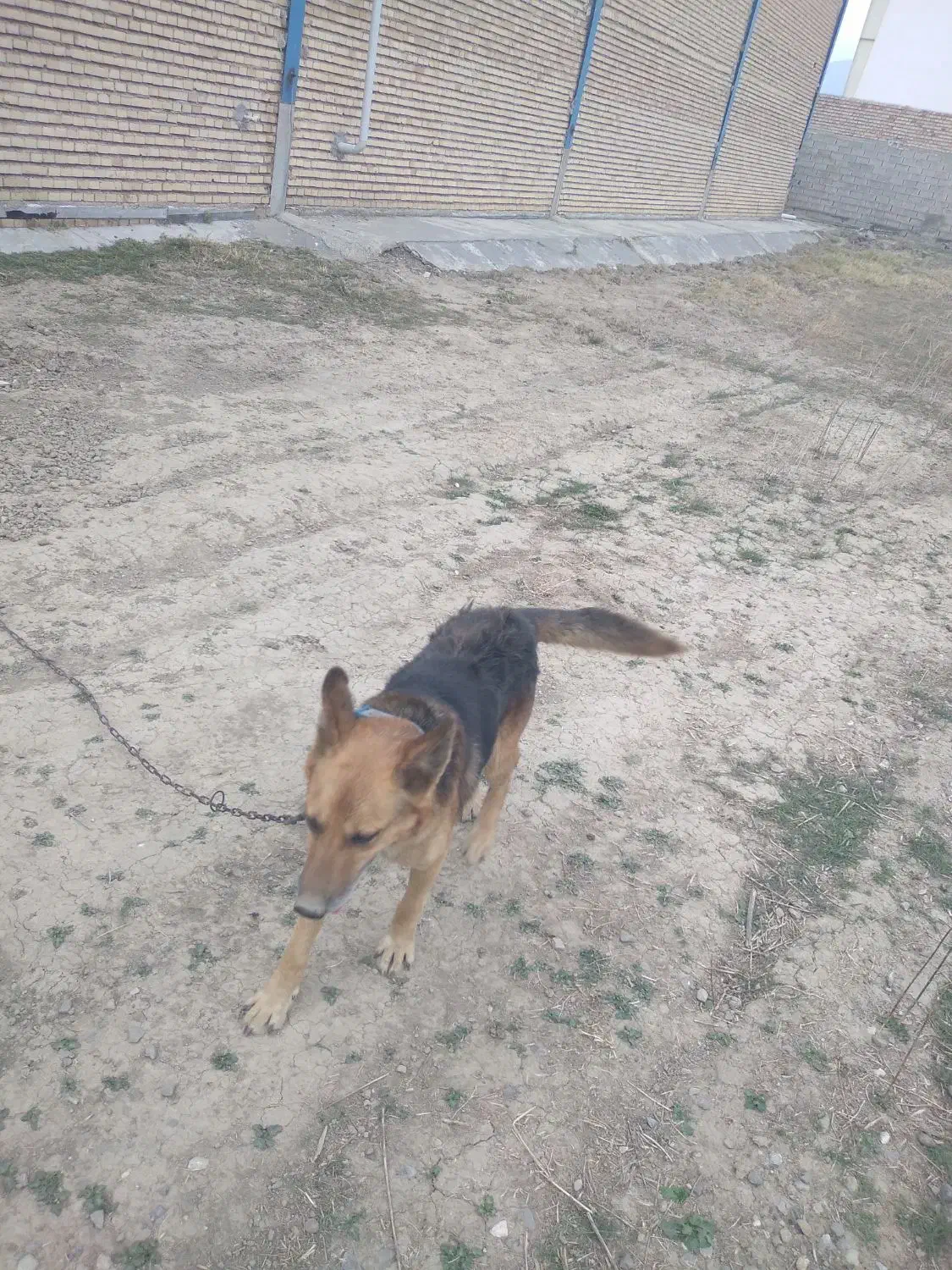 تعویض باپاکوتا|سگ|رامیان, |دیوار