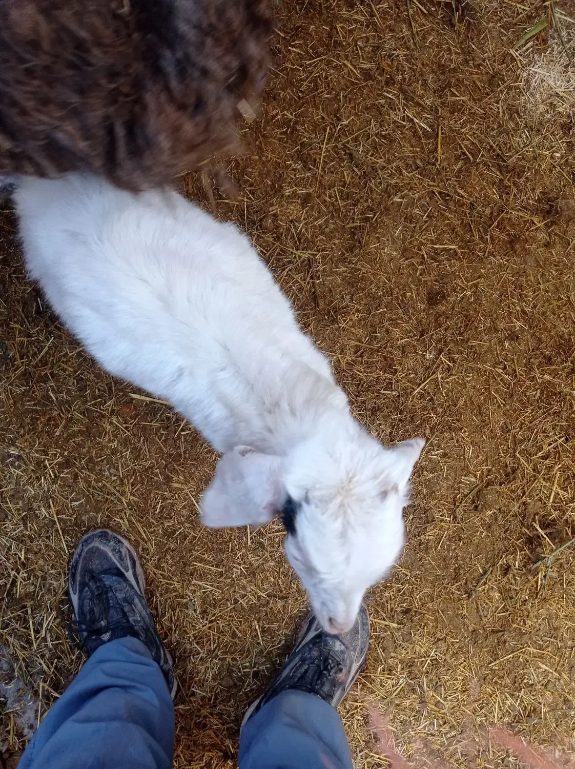 بزغاله نر|حیوانات مزرعه|اسفرورین, |دیوار