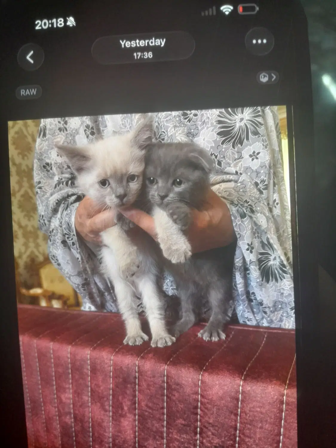 گربه|گربه|زنجان, |دیوار