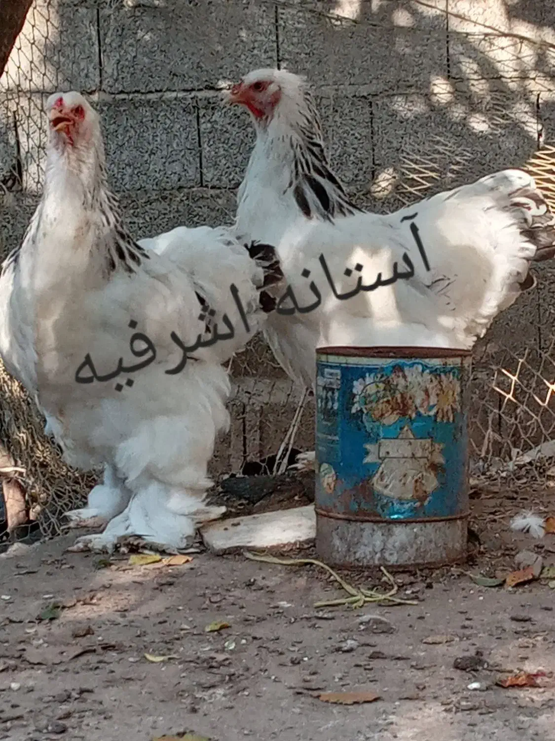 تخم برهما لایت اصیل|حیوانات مزرعه|رشت, اسماعیل آباد|دیوار