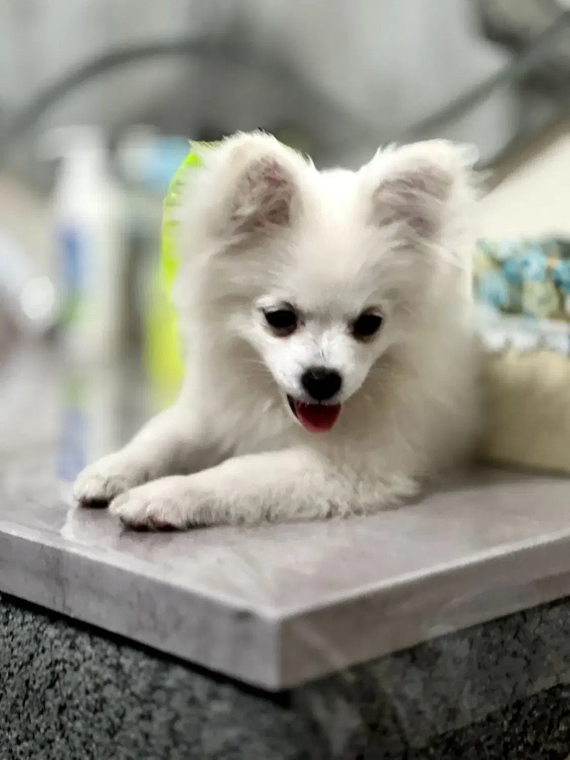 سگ پامرین اپارتمانی|سگ|میاندوآب, |دیوار