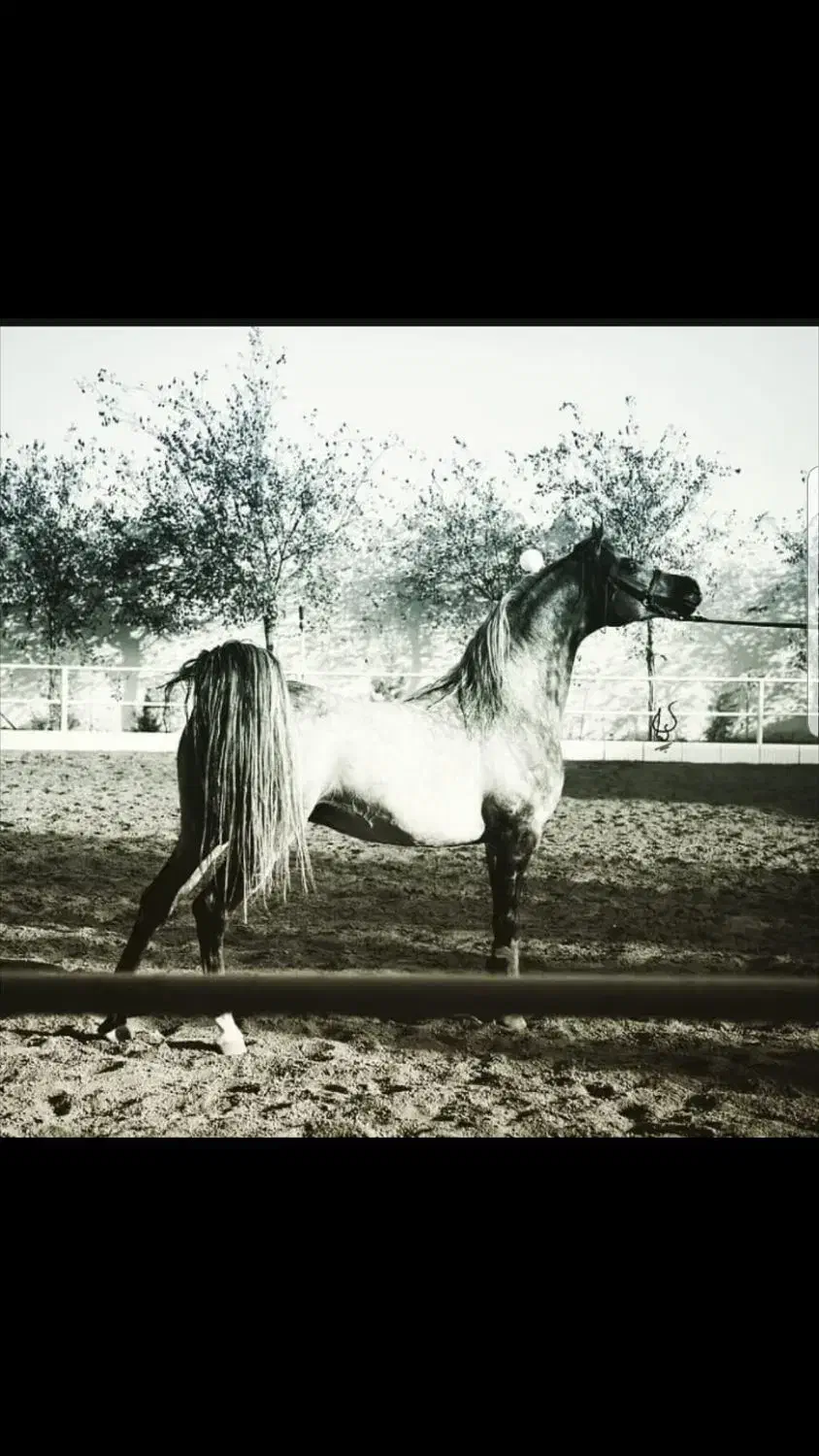 تعلیم و سواری اسب صفر تا صد|اسب و تجهیزات اسبسواری|فلاورجان, |دیوار