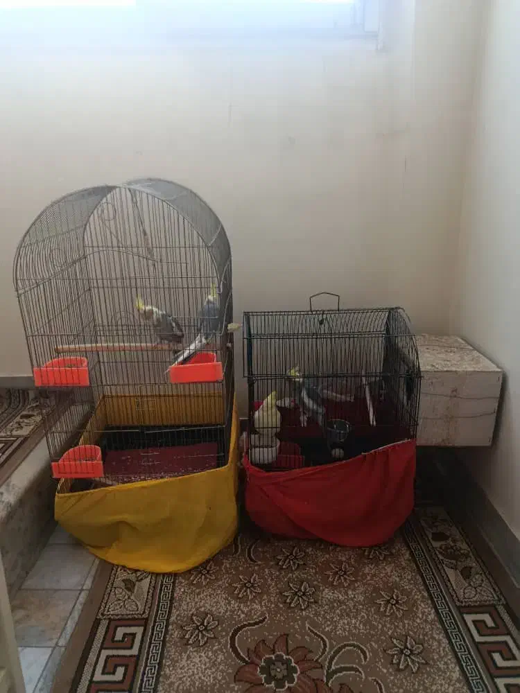 عروس هلندی مولد و بچهاشون(نیمه دستی)|پرنده|ری, شهید غیوری (ابن باویه)|دیوار