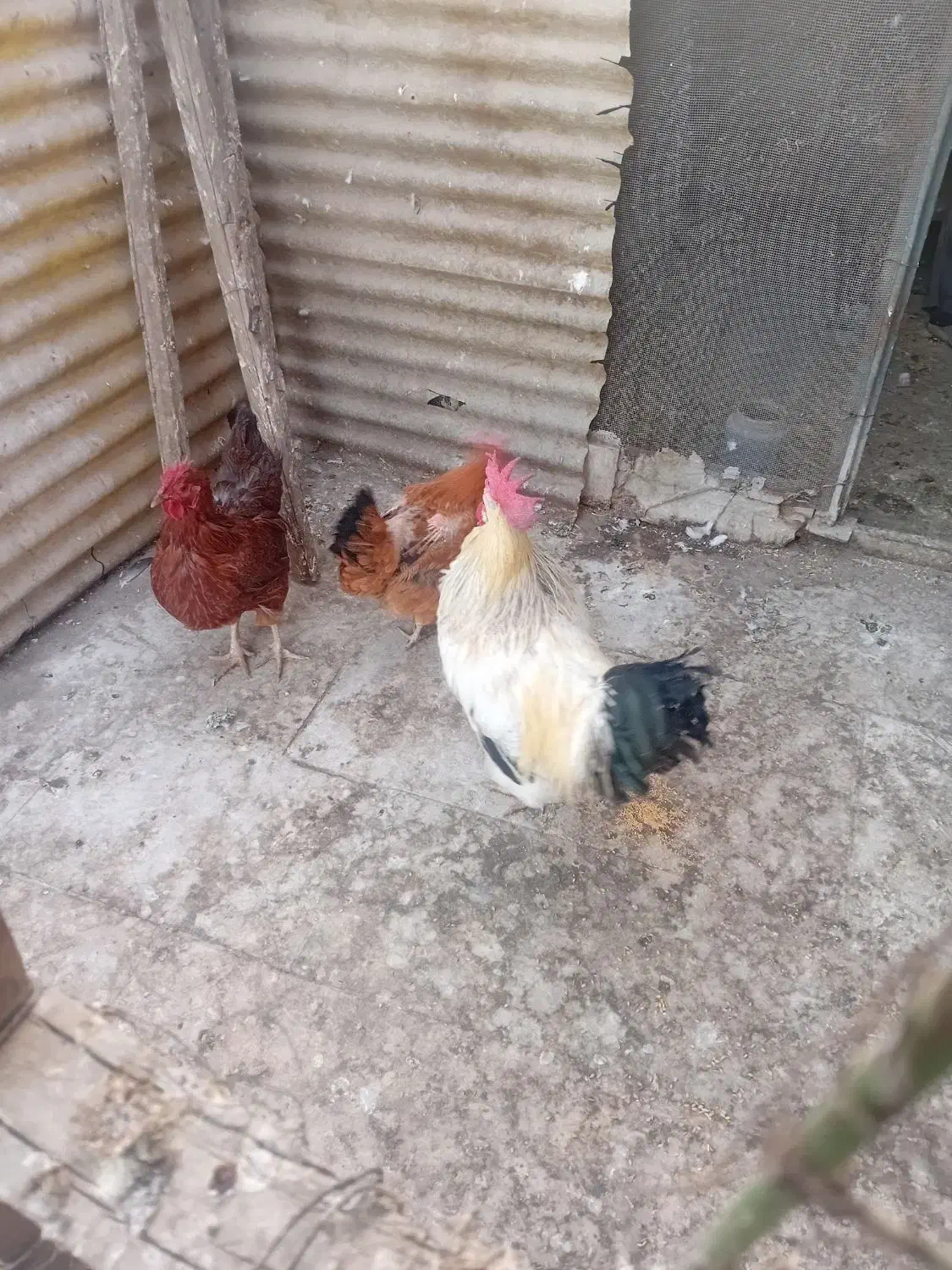 مرغ و خروس|حیوانات مزرعه|بهارستان, |دیوار