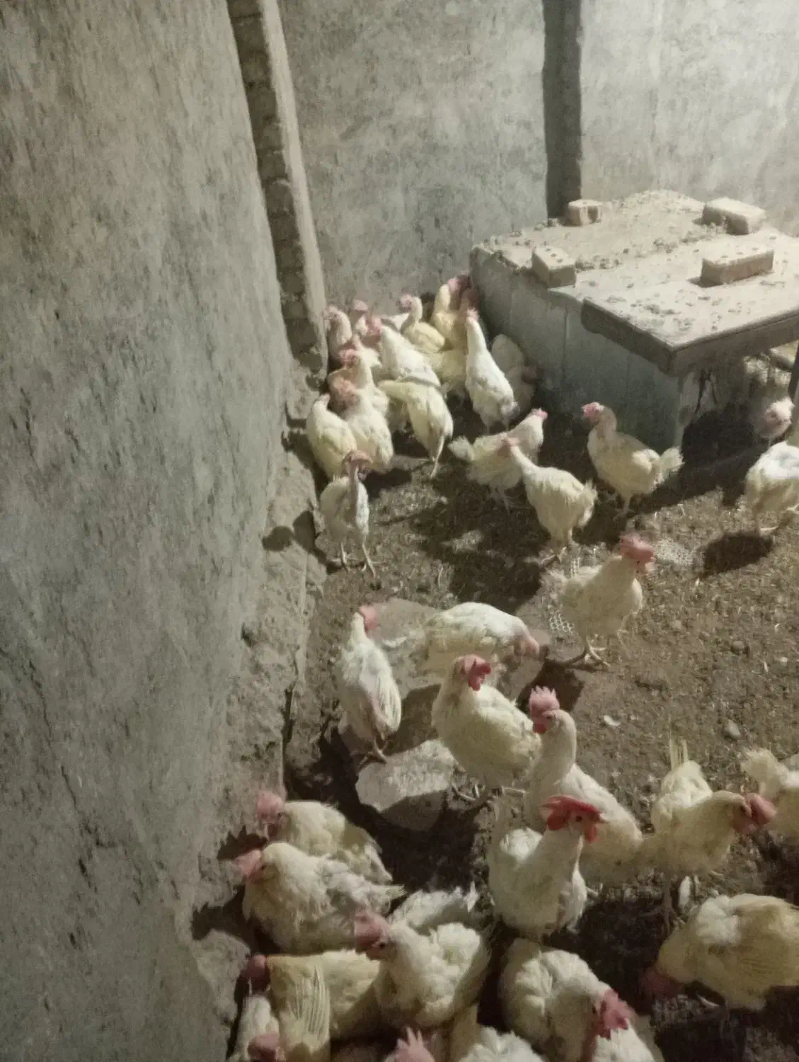 ۲۰۰عدد مرغ تخمی|حیوانات مزرعه|نیشابور, مازول|دیوار