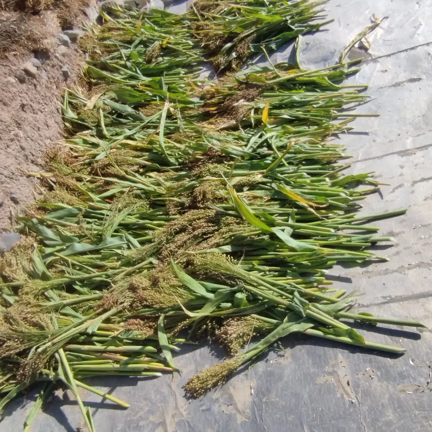 مقداری جارو سوپرگه آماده|لوازم نظافت|مشگین شهر, |دیوار