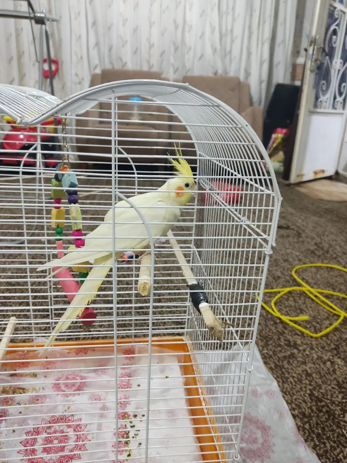 عروس هلندی|پرنده|بندر ماهشهر, |دیوار