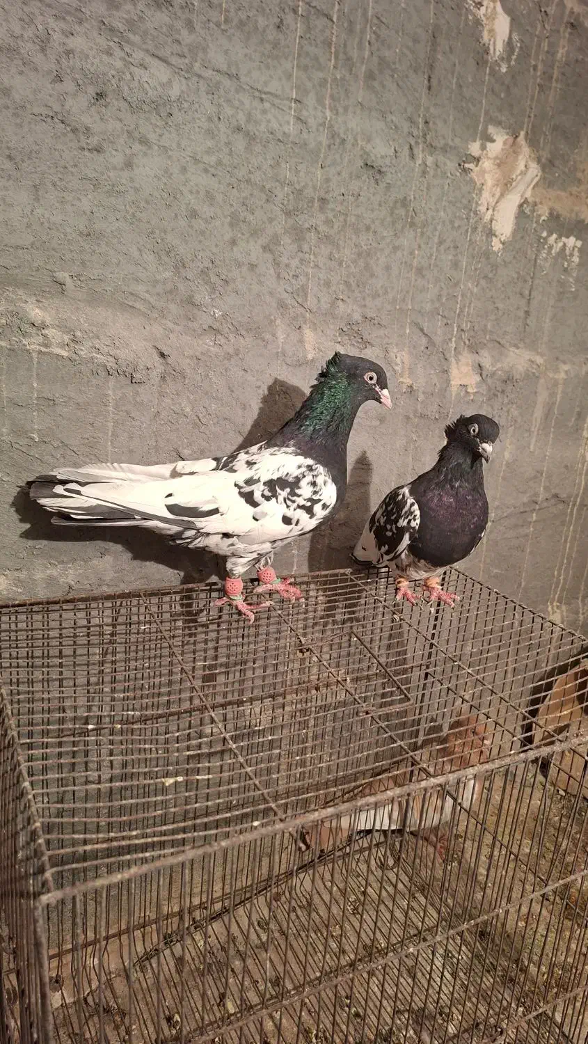 کبوتر کله سیاه جفتی|پرنده|مرودشت, رامجرد یک|دیوار