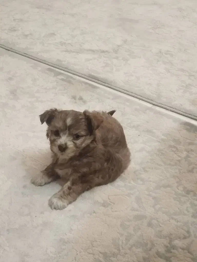 توله 3ماهه پامر اشپتیز کاملا باهوش شیطون|سگ|بهارستان, |دیوار