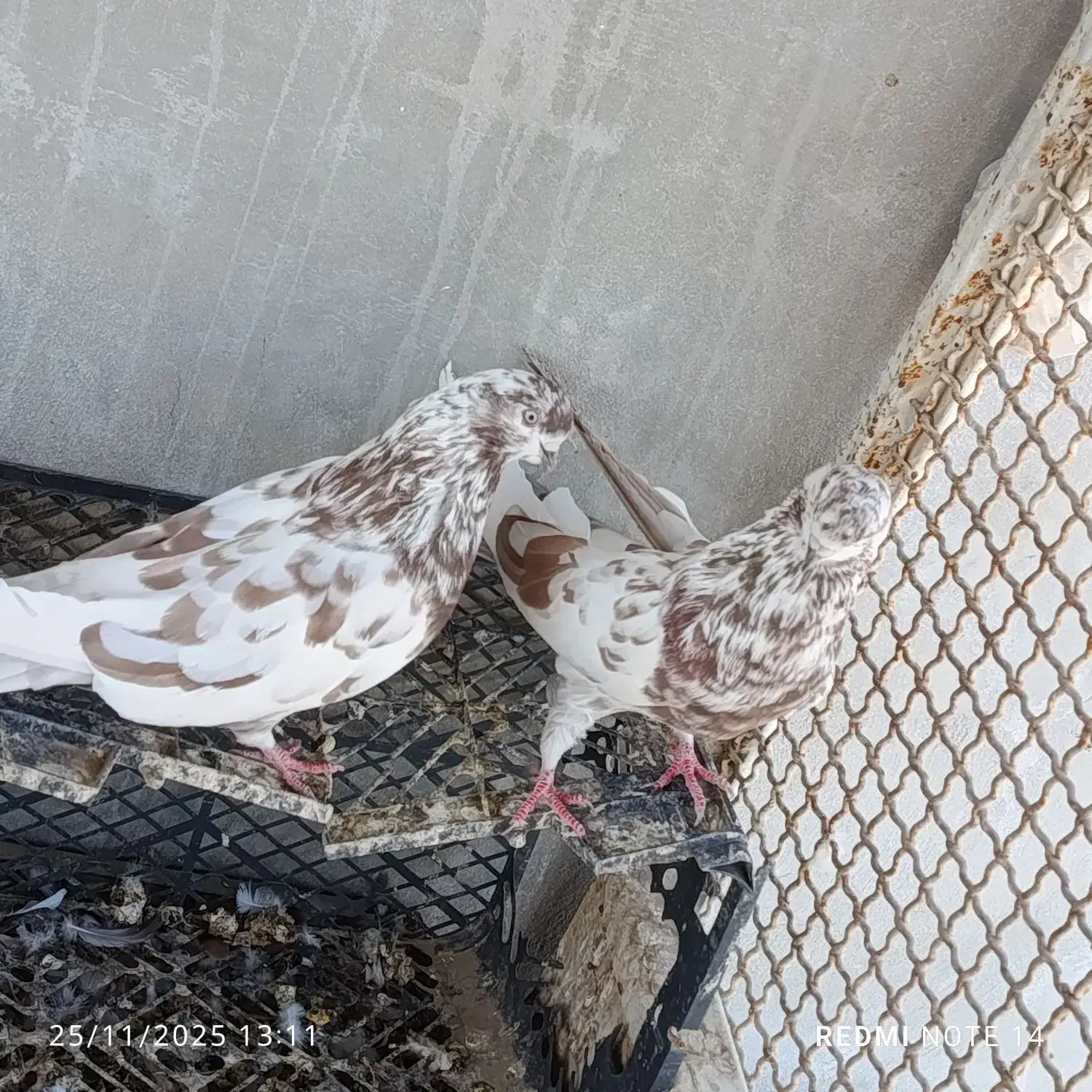 کفتر|پرنده|بندرعباس, |دیوار