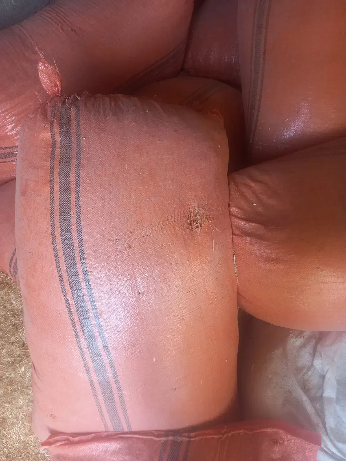 فروش کاه سفید|حیوانات مزرعه|نورآباد ممسنی, |دیوار