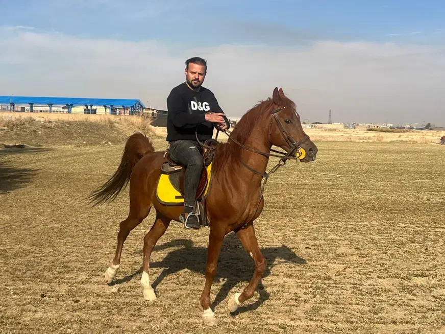 فروش اسب|اسب و تجهیزات اسب‌سواری|کبودرآهنگ, |دیوار