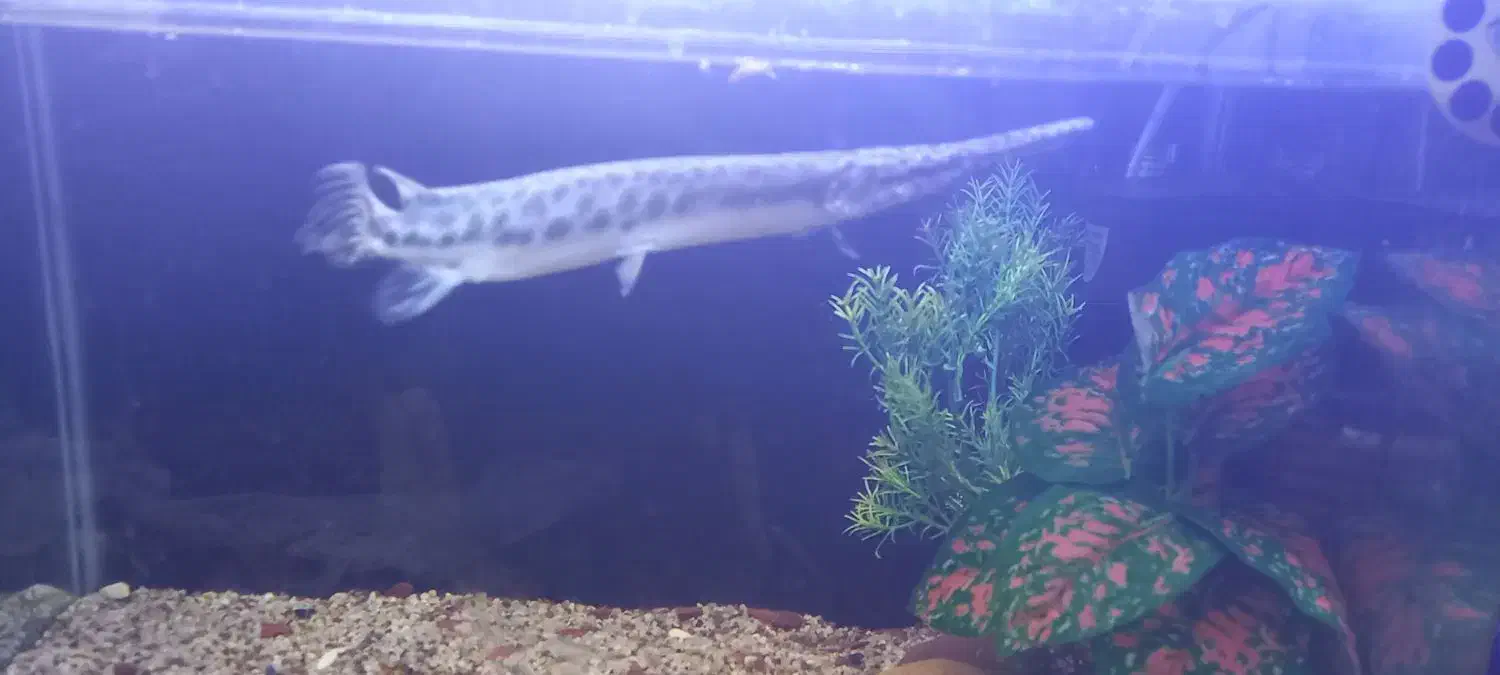 ماهی الیگیتور خوش پترن|ماهی|بناب, |دیوار