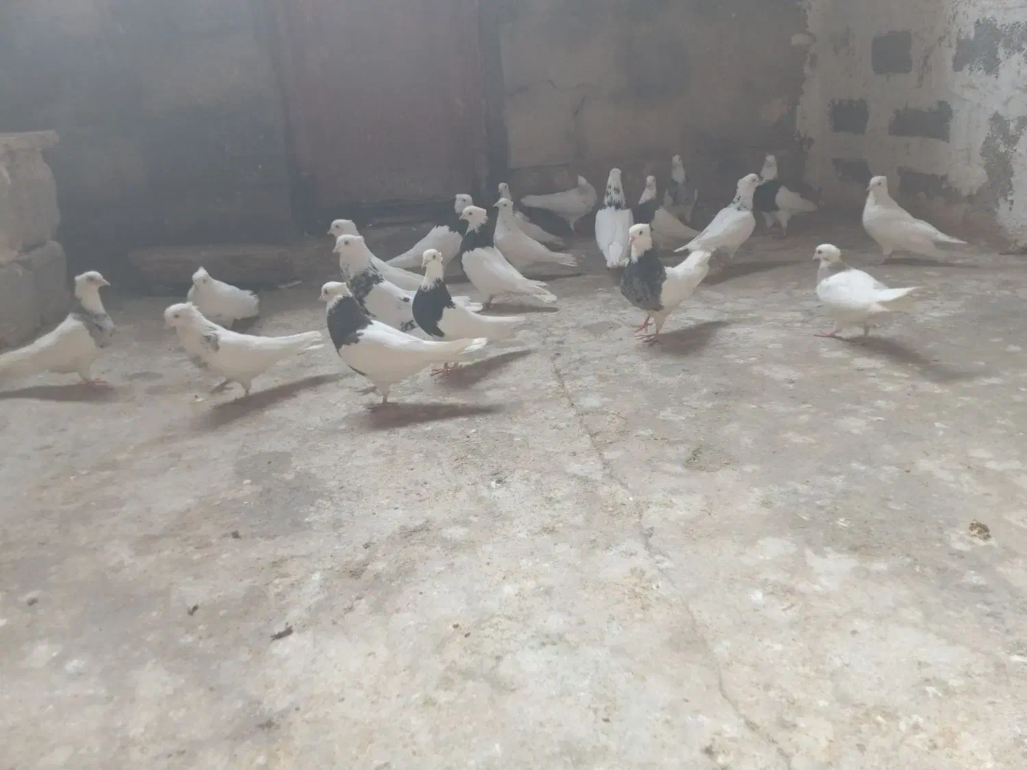 فروش کبوتر طوقی کرمانشای ۲۰عدد|پرنده|بستک, |دیوار