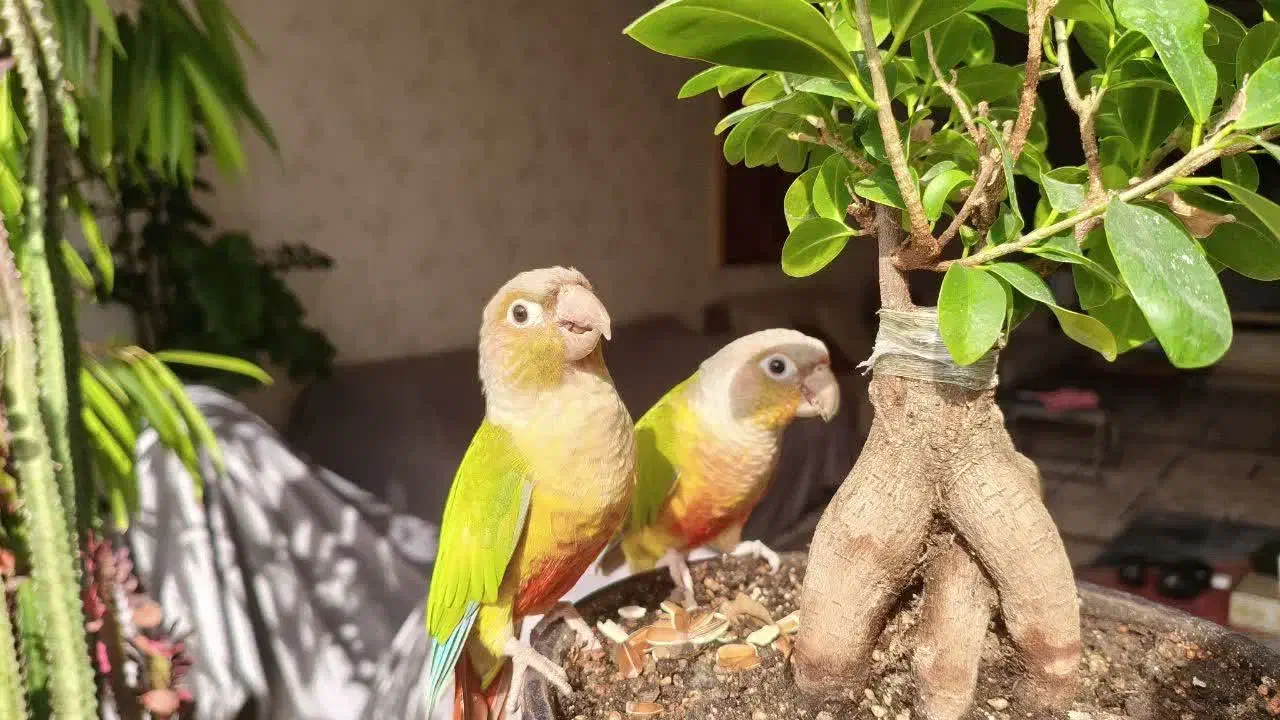 جفت پرنده گرینچیک|پرنده|مشهد, دانشجو|دیوار