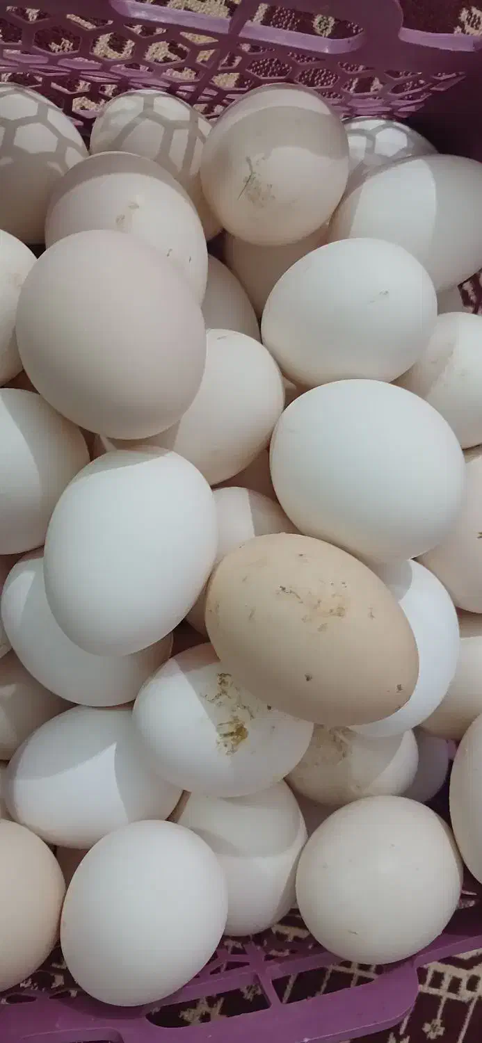 تخم مرغ محلی|حیوانات مزرعه|زرین دشت (فارس), |دیوار