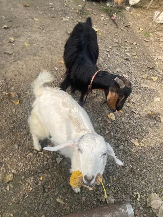 بزغاله|حیوانات مزرعه|شاندرمن, |دیوار