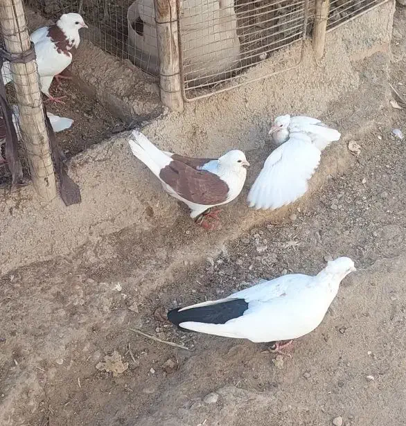 30عددکبوتر برای فروش|پرنده|کرخه, |دیوار